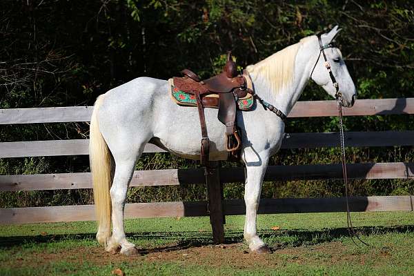 rodeo-queen-percheron-horse