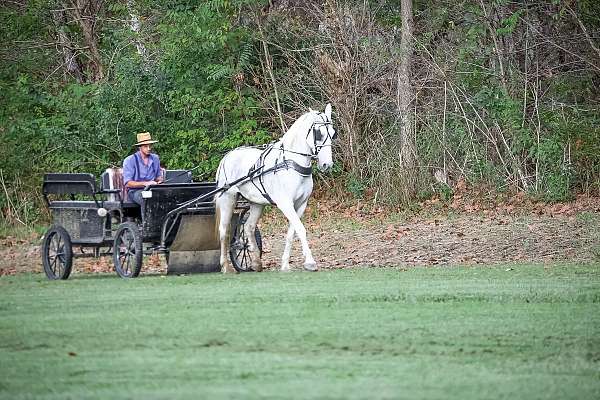 trail-class-percheron-horse