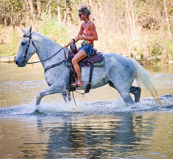 all-around-percheron-horse