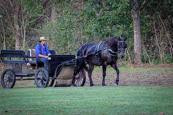 confidence-percheron-horse