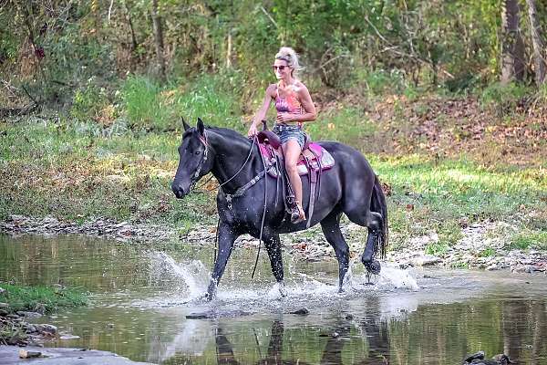 family-friendly-percheron-horse