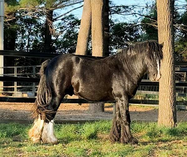 black-breeding-cutting-horse