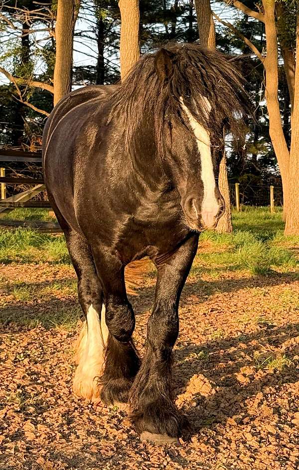 breeding-cutting-colt-gelding