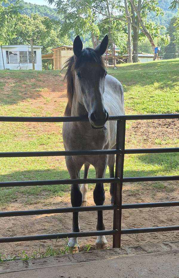 dark-points-mane-andatail-horse
