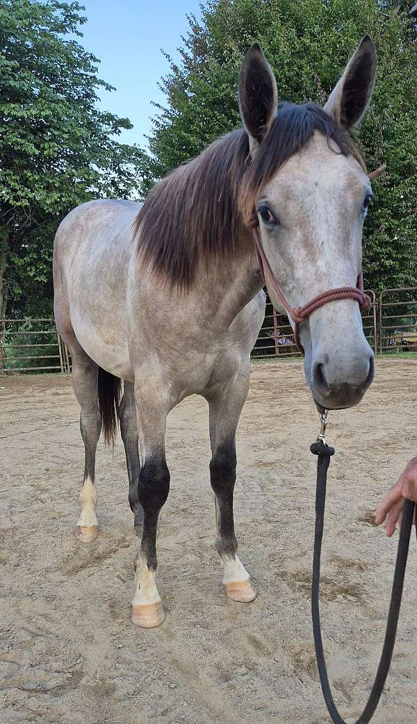 grey-dark-points-mane-andatail-horse