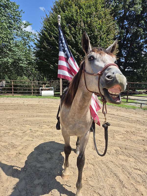 amazing-draft-horse
