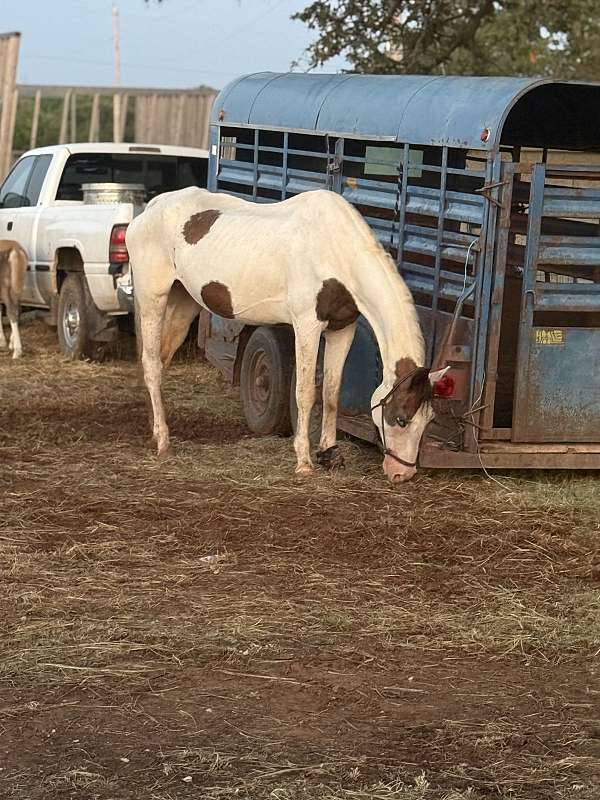 paint-mare