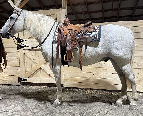 trail-draft-horse