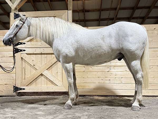 pleasure-draft-horse