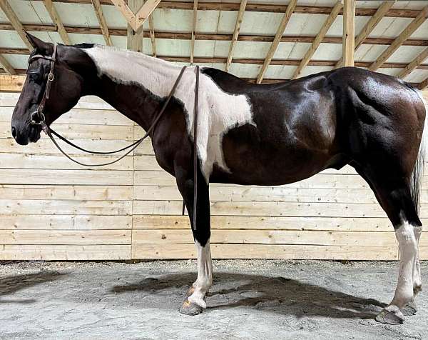 ranch-paint-horse