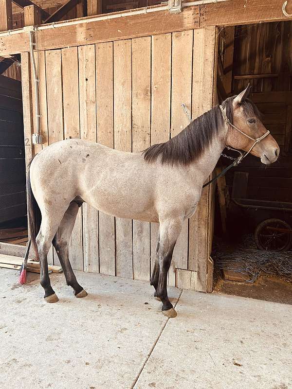 quarter-horse-stallion