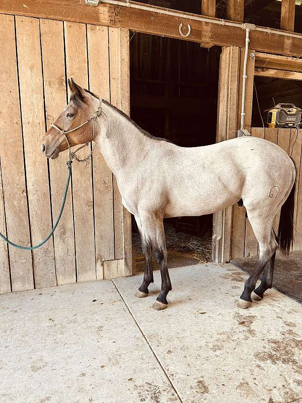 quarter-horse