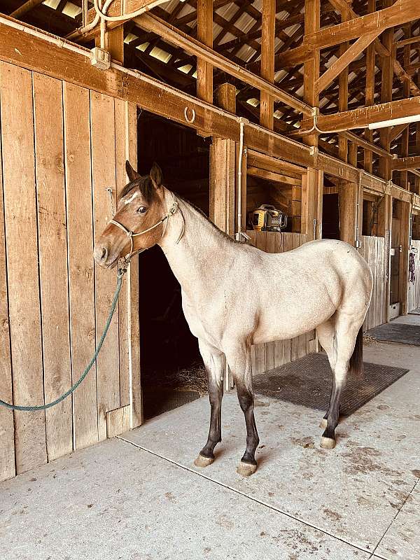 quarter-horse-for-sale
