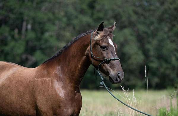 chocolate-barrel-pony