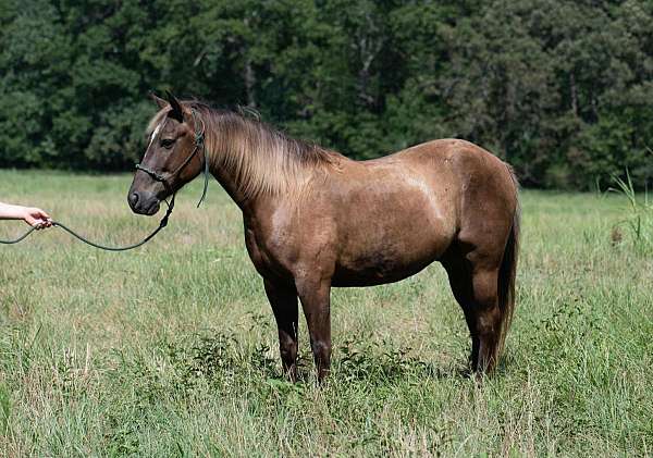 crossbred-pony-gelding