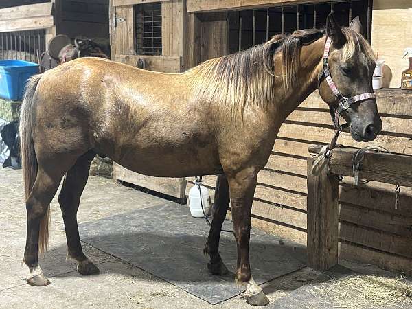 crossbred-pony-for-sale