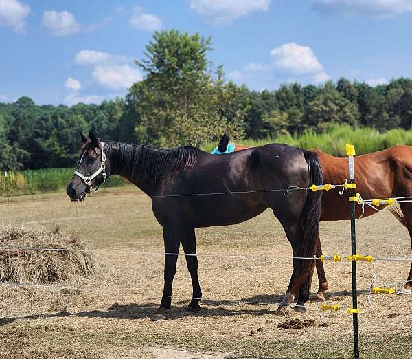 tennessee-walking-mare