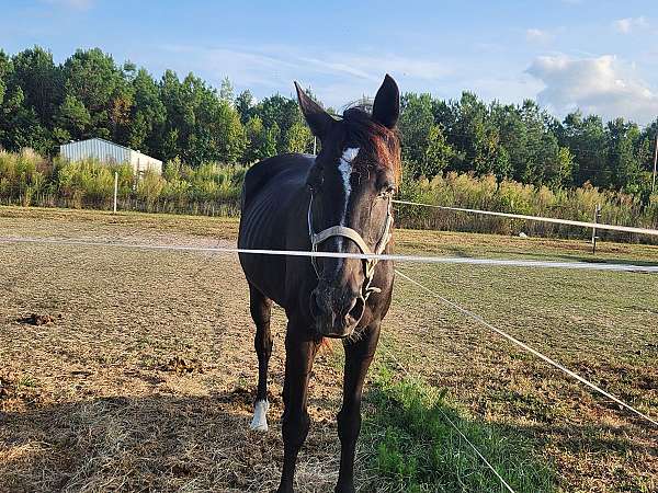 tennessee-walking-horse-for-sale