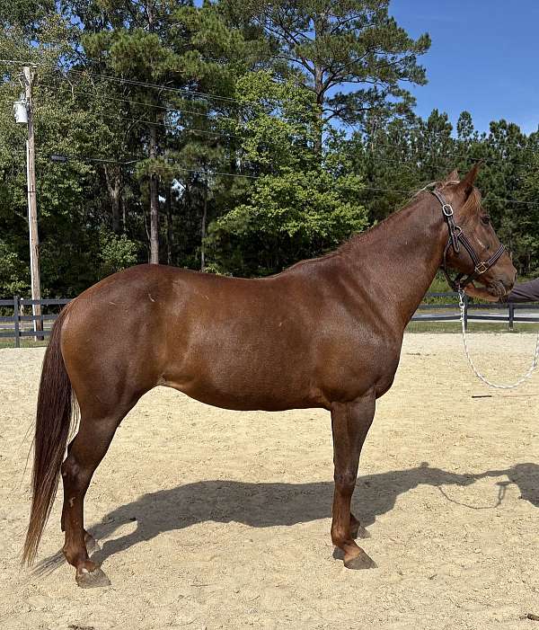alert-morgan-horse