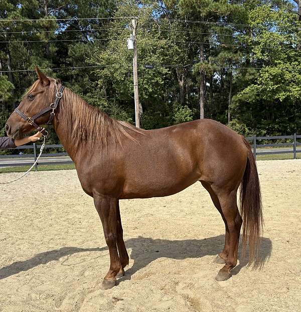 canters-morgan-horse