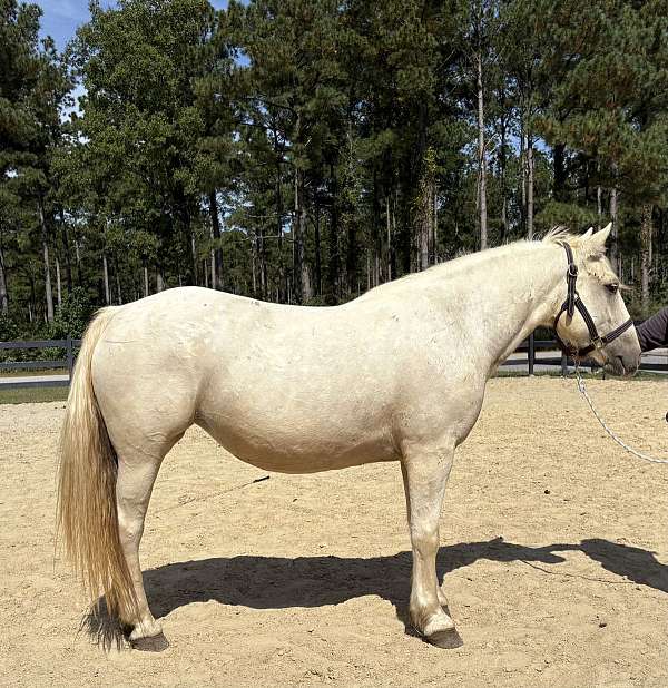 arena-quarter-horse