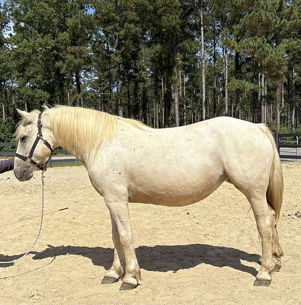back-quarter-horse