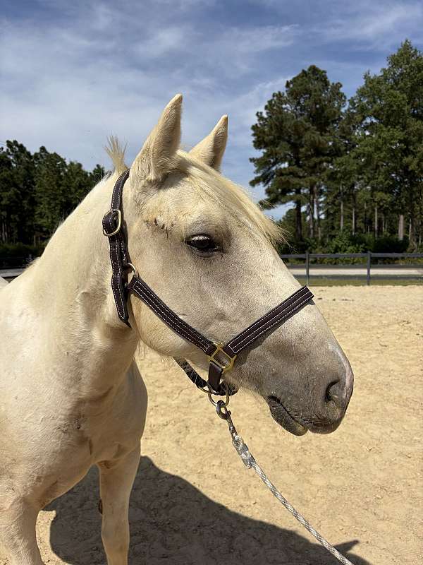 backs-quarter-horse