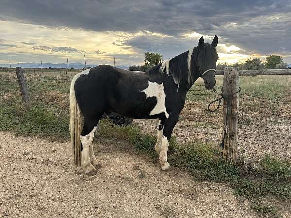 cross-project-friesian-horse