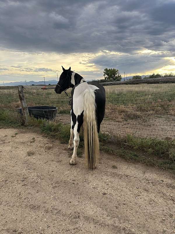 black-cross-project-horse