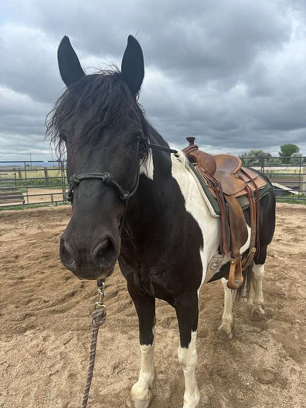 tobiano-cross-project-horse