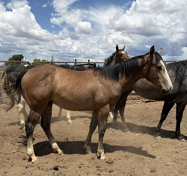 ok-star-quarter-horse
