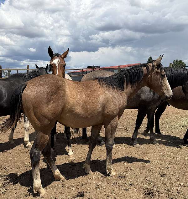 lonsum-marshall-045-quarter-horse