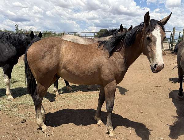 ok-star-horse