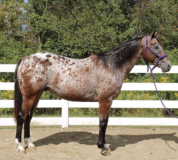 loud-colored-appaloosa