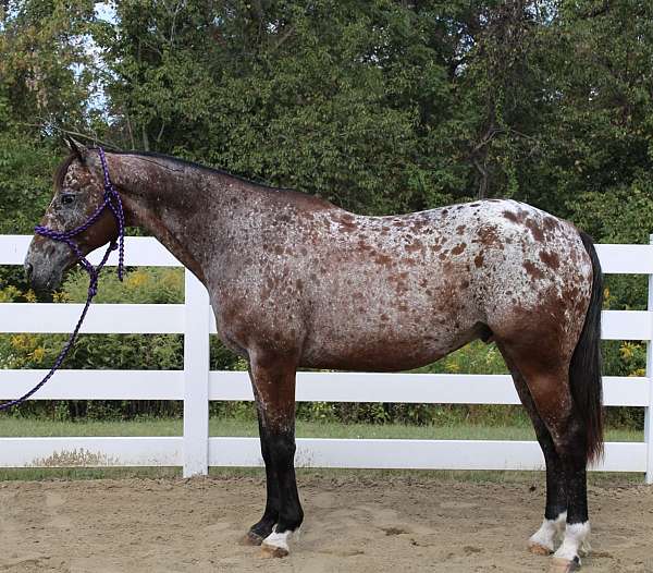 loud-colored-appaloosa-horse