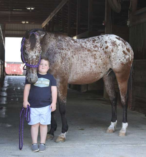 all-around-appaloosa-horse