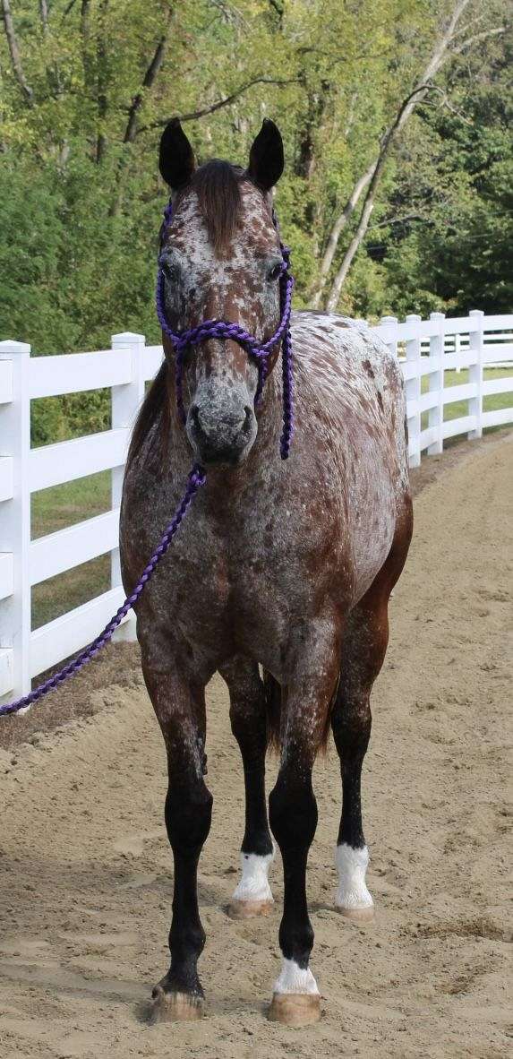 beginner-appaloosa-horse