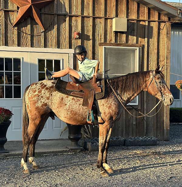 dressage-appaloosa-horse