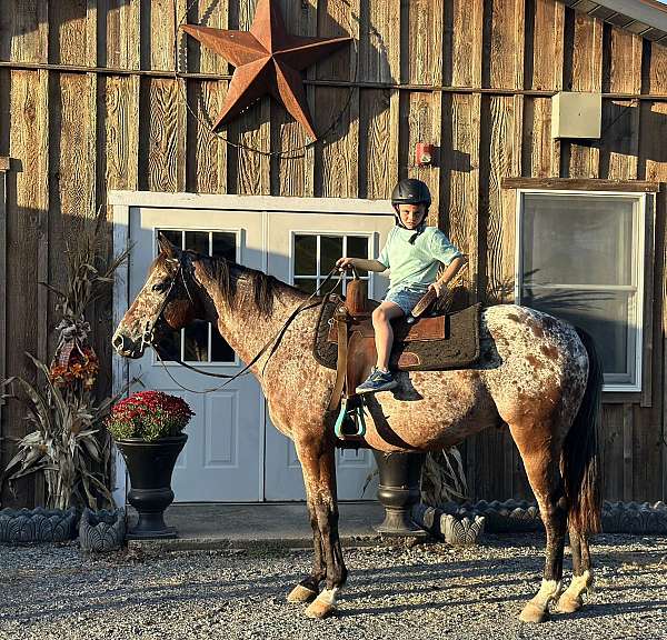 english-pleasure-appaloosa-horse