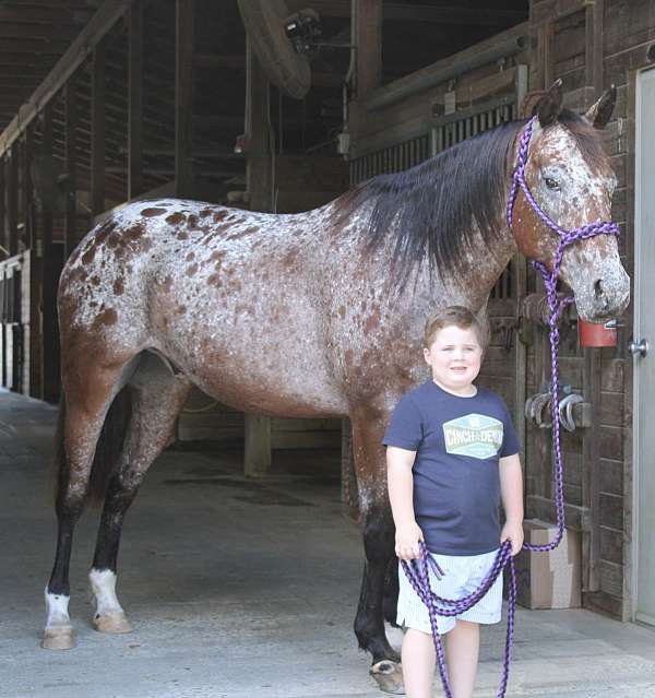 flashy-appaloosa-horse