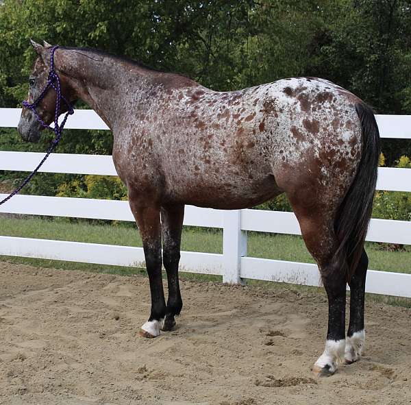 husband-safe-appaloosa-horse