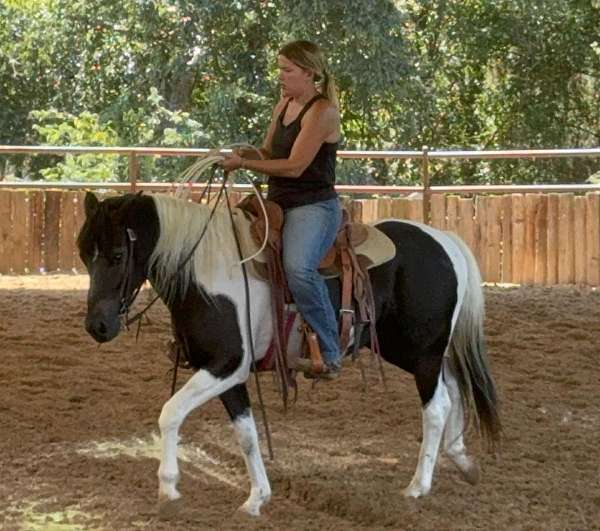 buy-paint-pony