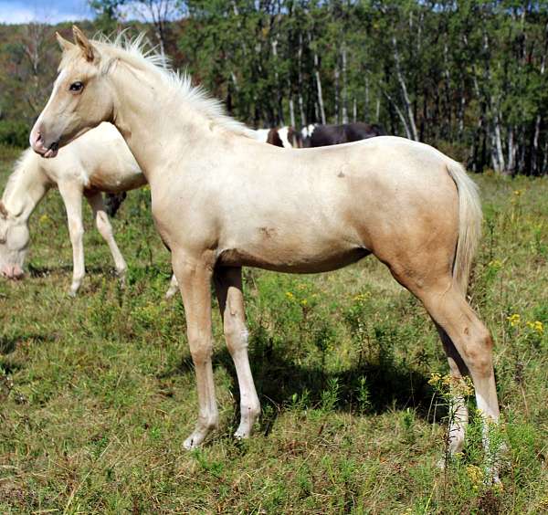 arab-cross-half-arabian-horse