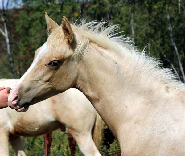 available-half-arabian-horse