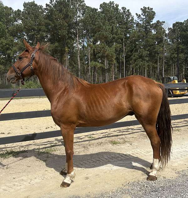 sorrel-morgan-gelding