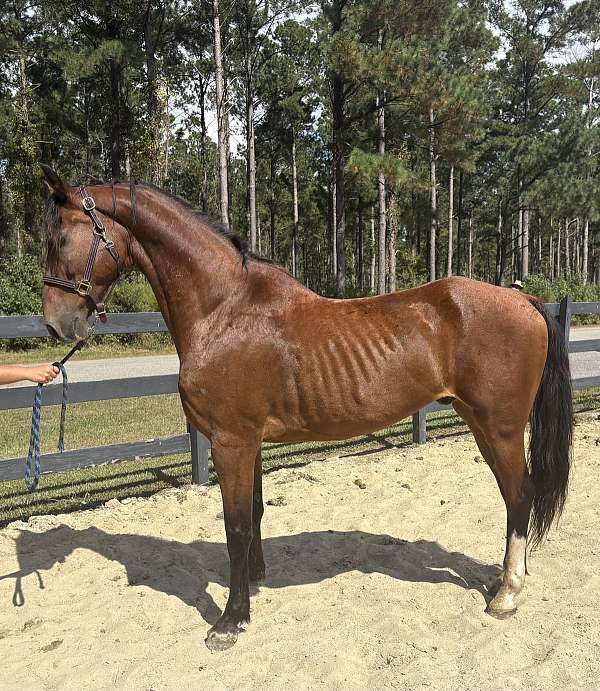 bay-overo-dutch-warmblood-for-sale