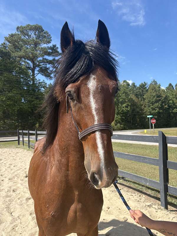 bay-overo-dutch-warmblood-horse
