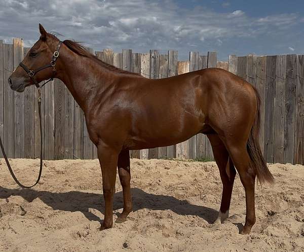 calf-roping-quarter-horse