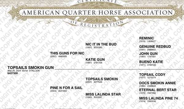 heel-quarter-horse