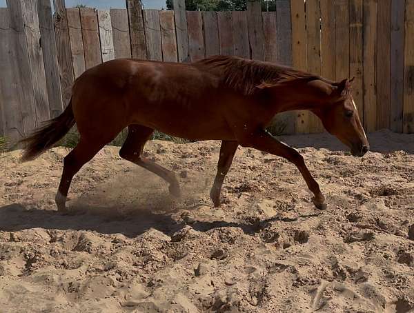 ranch-quarter-horse